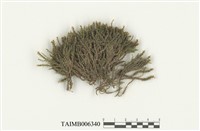 藏品(平灰苔屬)的圖片